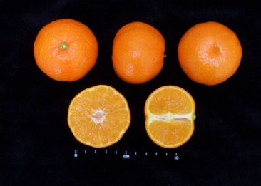 Mandarina Esbal