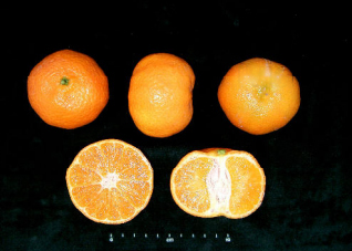 Mandarina Hernandina