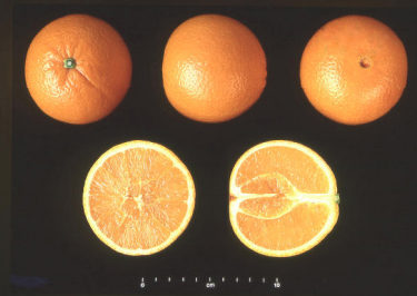 Naranja Navel Lane Late