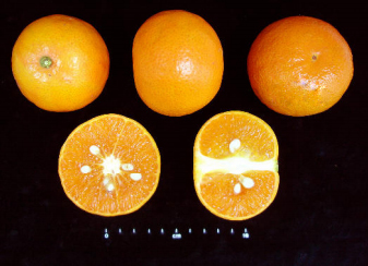 Mandarina Murcott