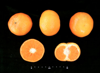 Mandarina Nadorcott
