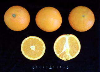 Naranja Navel