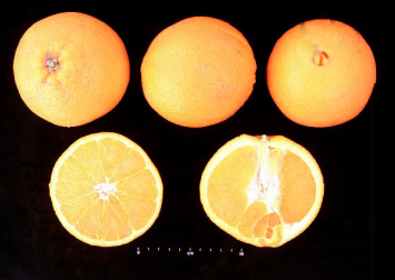 Naranja Navel Powell
