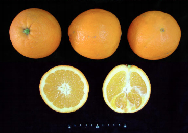 Naranja Navelina