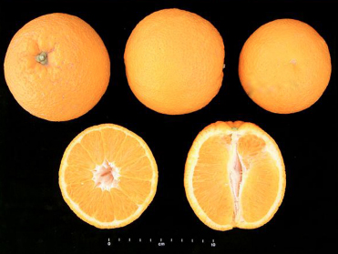 Naranja Valencia Late